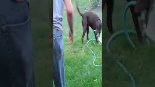 Human Fails Compilation 😂 | Funniest Moments You Can’t Stop Watching #Shorts #Fails