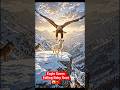 goat already slipping 😱!#eagle #goat #rescue #wildlife #shorts #viralvideo
