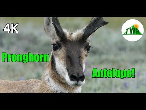 Video: Verschil Tussen Pronghorn En Deer