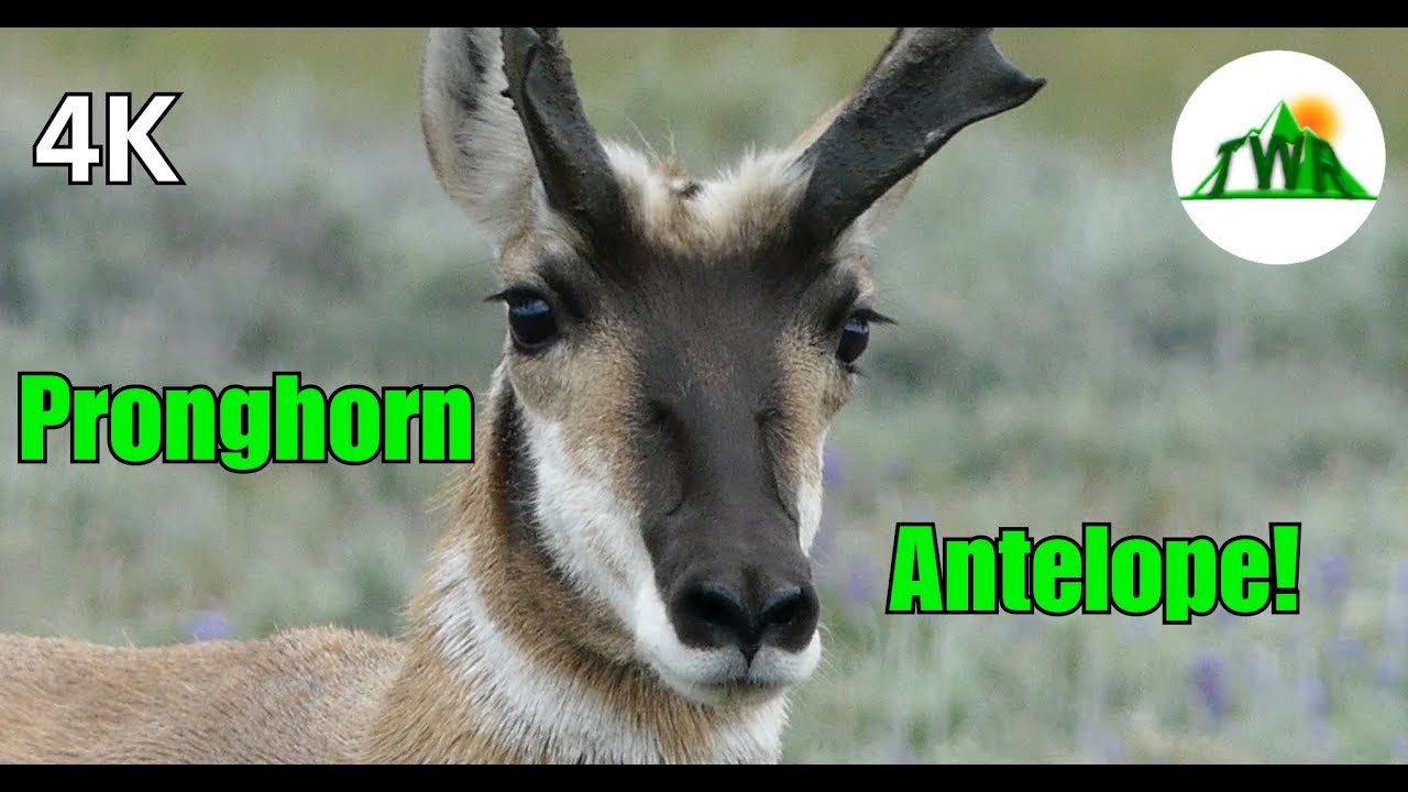 The Pronghorn Antelope: Fastest Land Animal in the World! (4K) - YouTube