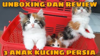 Unboxing dan Review 3 Ekor Anak Kucing Persia Calico