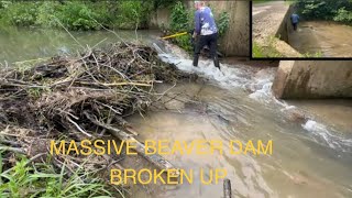 REMOVAL OF MASSIVE BEAVER DAM by hand!!! 07/2023