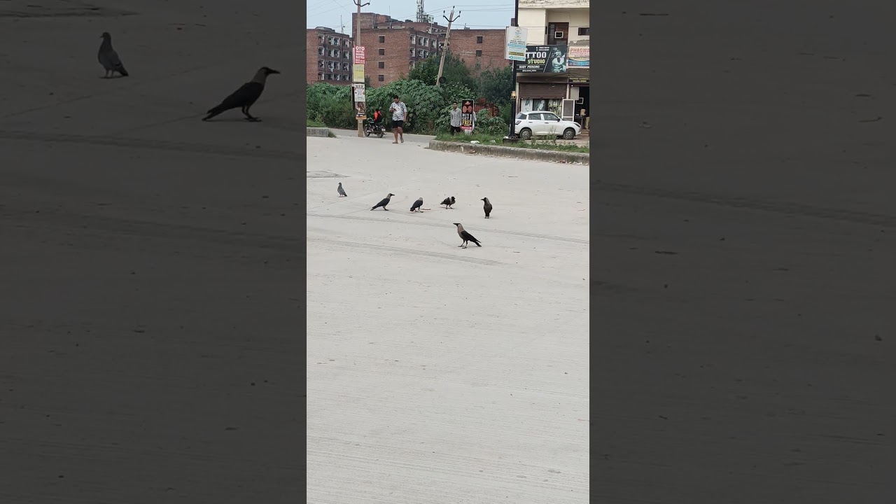 birds ki ldayi dekho apa me ldne lg gye 😂#trendingshorts #viralvideo