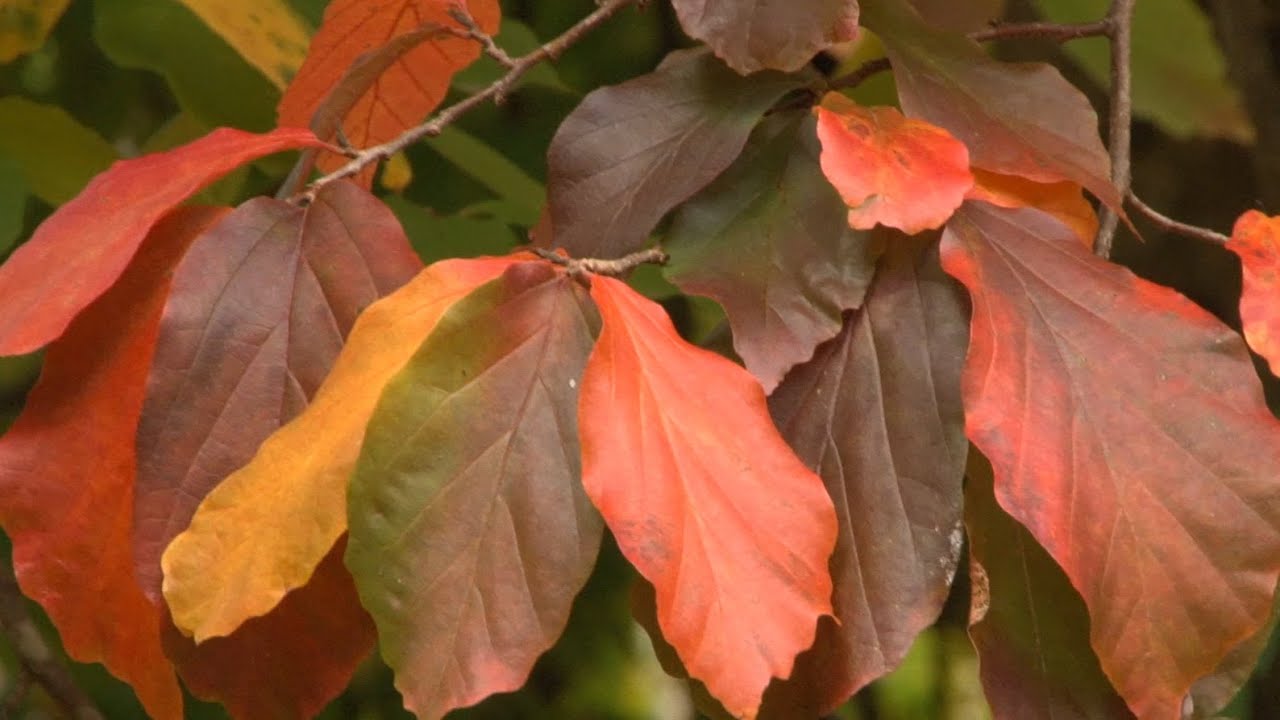 Parrotie de Perse : en automne, un feuillage multicolore