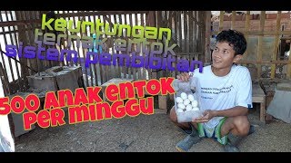 Keuntungan Ternak Entok Sistem Pembibitan
