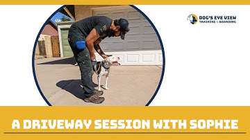A driveway session with Sophie C - Dog