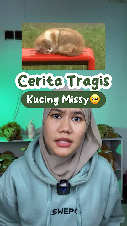NYESEK BANGET ASLI💔😭 KISAH TRAGIS KUCING MISSY TAHUN 2016🥺 #diluarlaut #missy