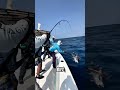 HE GOT DRAGGED! 😱 Fisherman Pulled Into the Water by a MONSTER Catch! #viral #monsterfish #ocean