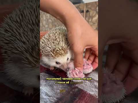 Мама ежиха фыркает