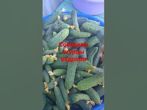 супер урожай огурцов шоша и гоша - YouTube