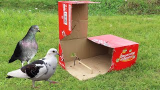 Unique Pigeon Trap Make From Sting Box - Easy Creative Bird Trap