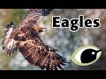 BTO Bird ID - Eagles