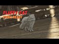 Fluffy Cat - Ped Fivem Ready