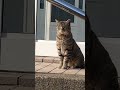 めんこい