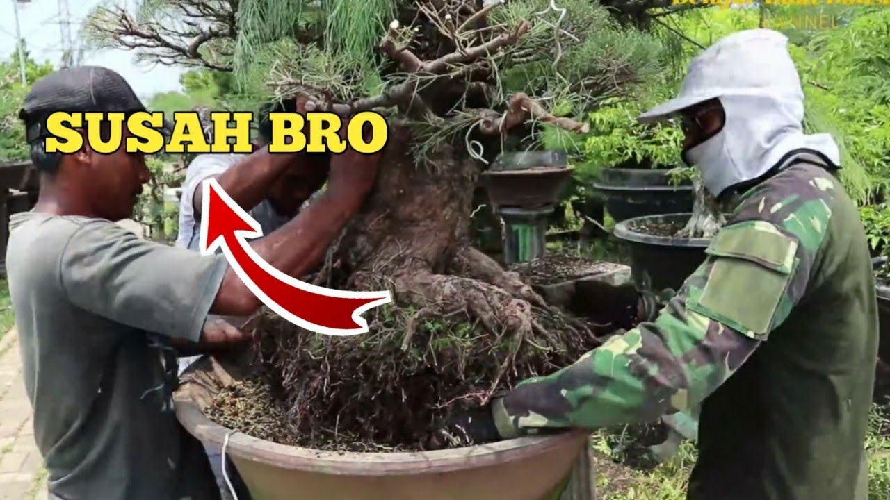 Orang Awam Pasti Gak Tau Ini Proses Pindah Pot  Bonsai  