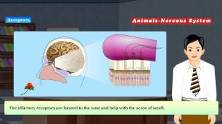 Class 10 Science Nerve