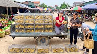 Buying Lots of Big Frogs from a Frog Farmer | Taking Them to the Countryside Market to Sell
