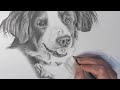 Drawing Process: Goose the dog portrait pencil illustration