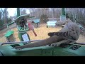 Super Triple Feeder Live in New England! Cardinals, Juncos, Sparrows, Bluebirds, Finches, Woodpecker