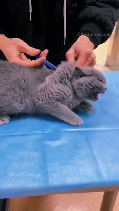 cats 🐈🐈🐈 fear of a needle 💉💉💉#mycutecat7 #mycutecatabm222 #cute #funny #cutecathere