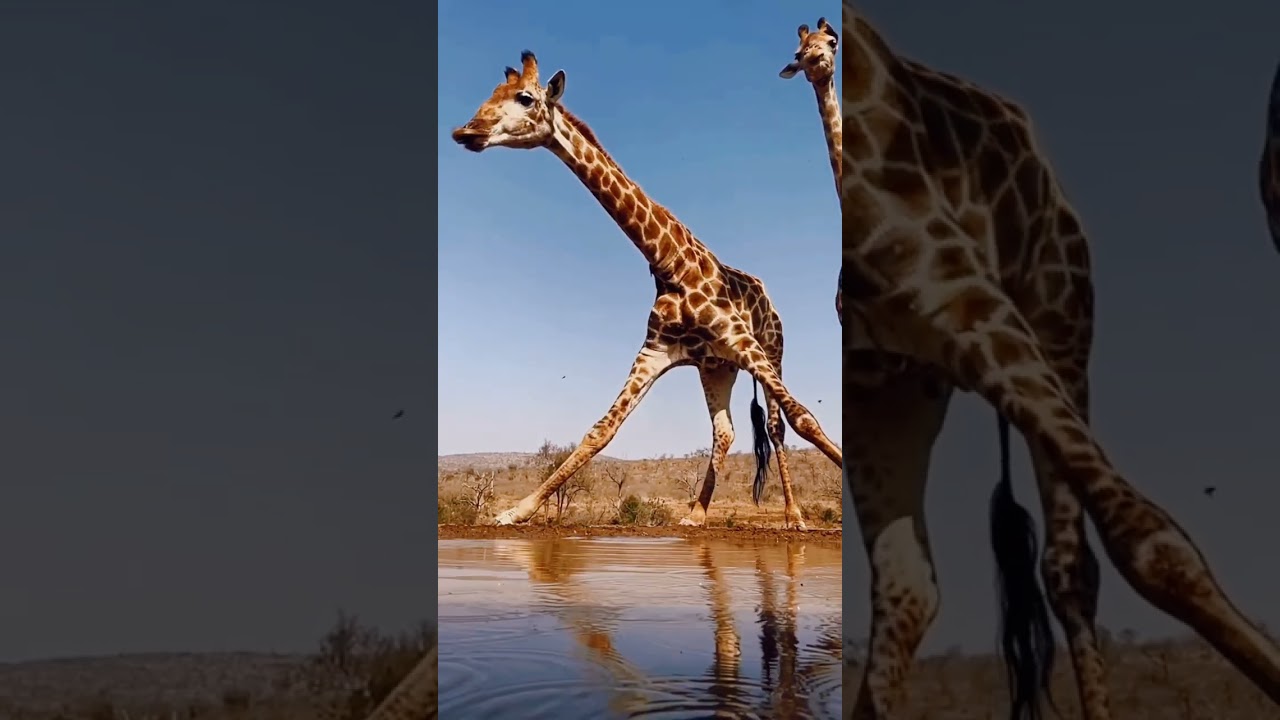 Giraffe 🦒 The Tallest Animal In The World #giraffe #animalshorts