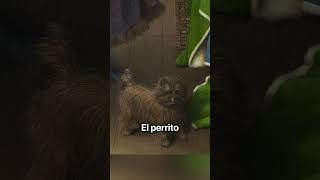 El espejo del engaño #shorts #arte #curiosidades