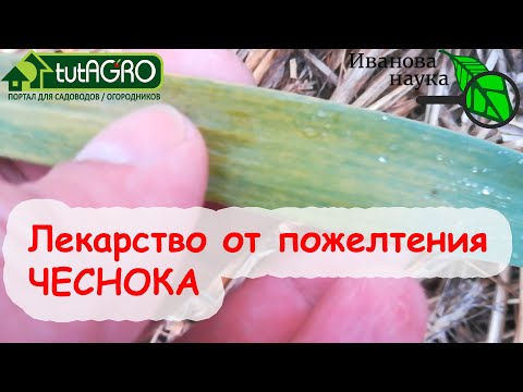 ПОЖЕЛТЕЛИ ЛИСТЬЯ ЧЕСНОКА? От этой подкормки он снова станет ЗЕЛЕНЫМ! Посмотрите ОБЯЗАТЕЛЬНО!