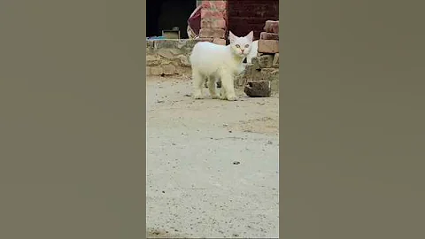 Watch the video about Story of snow❤️_snowbel story_story of snowbell cat_persian cat_cat food_playing_happy cats_cat gift