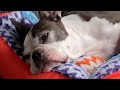 Sleepless Boston Terrier Episode 31
