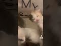 يعقوب جمر الدين دبيازه خضر كرويته خالد كشميرى موحمد سومبول يعقوب جمر الدين دبيازه خضر كرويته خالد كشميرى موحمد سومبول
