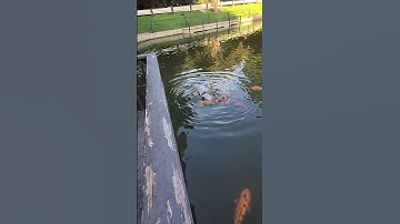 Thumbnail of Bird black crowned night heron diving in slow motion.