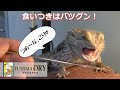 フトアゴドライ 商品紹介動画 (新版)【FUTOAGODRY キョーリン Hikari エサ】