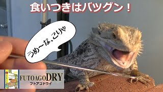 フトアゴドライ 商品紹介動画 (新版)【FUTOAGODRY キョーリン Hikari エサ】