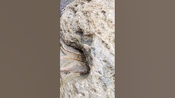 WHAT AN AMAZING FOSSILS IN THE STONE!