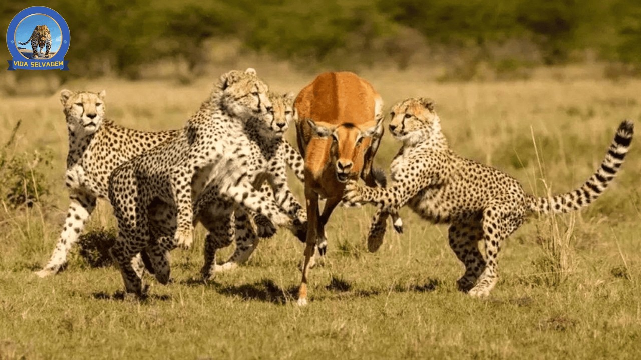 Guepardo – O Animal Mais Rápido da Savana Africana #animaisselvagens | Vida Selvagem