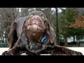 LABRADORS ARE AWESOME 2017 🐕  [Funny Pets]