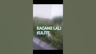 Kacang lali kulite
