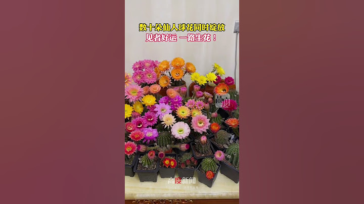 数十朵仙人球花同时绽放 见者好运 一路生花！