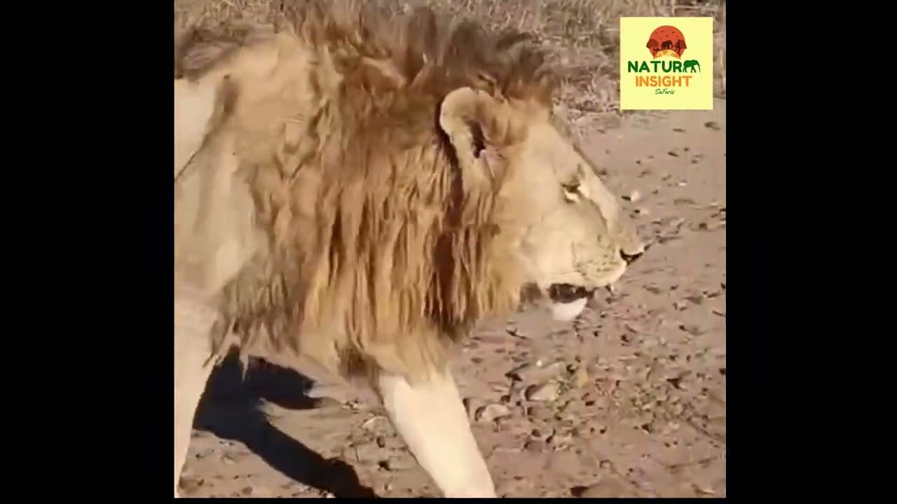 Adorable Wild Lion Cubs & Pride Spotted on Game Drive! 🦁🐾 | Nature Insight Safaris