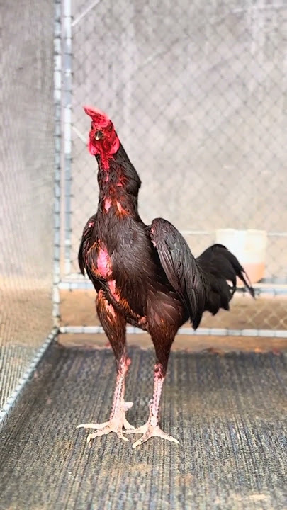 Namanya si tremos ireng ayam bangkok baratdaya