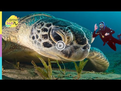 ГИГАНТЫ моря. Дюгонь. Зеленая черепаха. GIANTS of the sea. Dugong. Green turtle