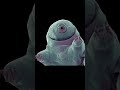 SCIENTISTS STILL CAN’T KILL THIS… 😳#facts #science #animals #tardigrade #shorts