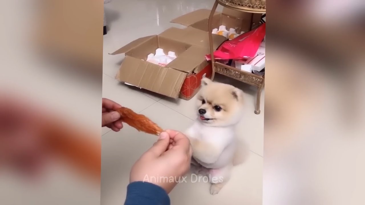 Laugh until you cry with these hilarious animals 😂 