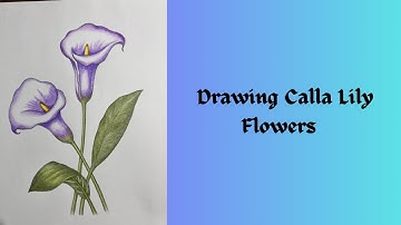 How to draw calla lily flowers in pencil colors