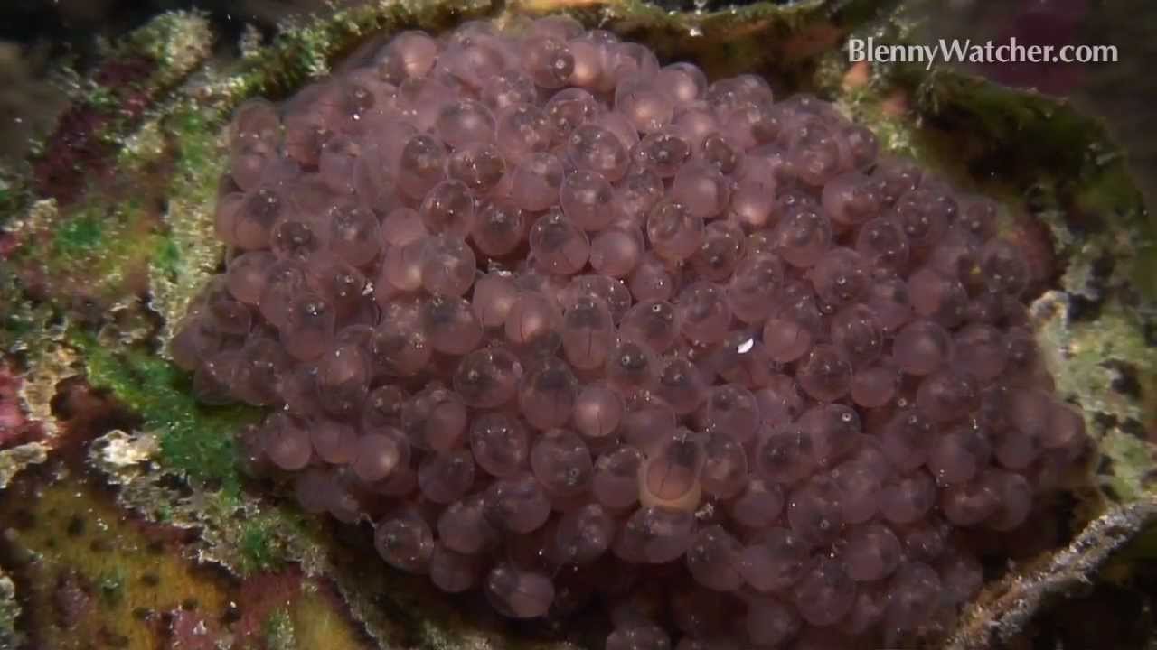 Frogfish with Eggs from YouTube