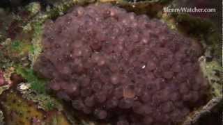 Frogfish with Eggs from BlennyWatcher.com