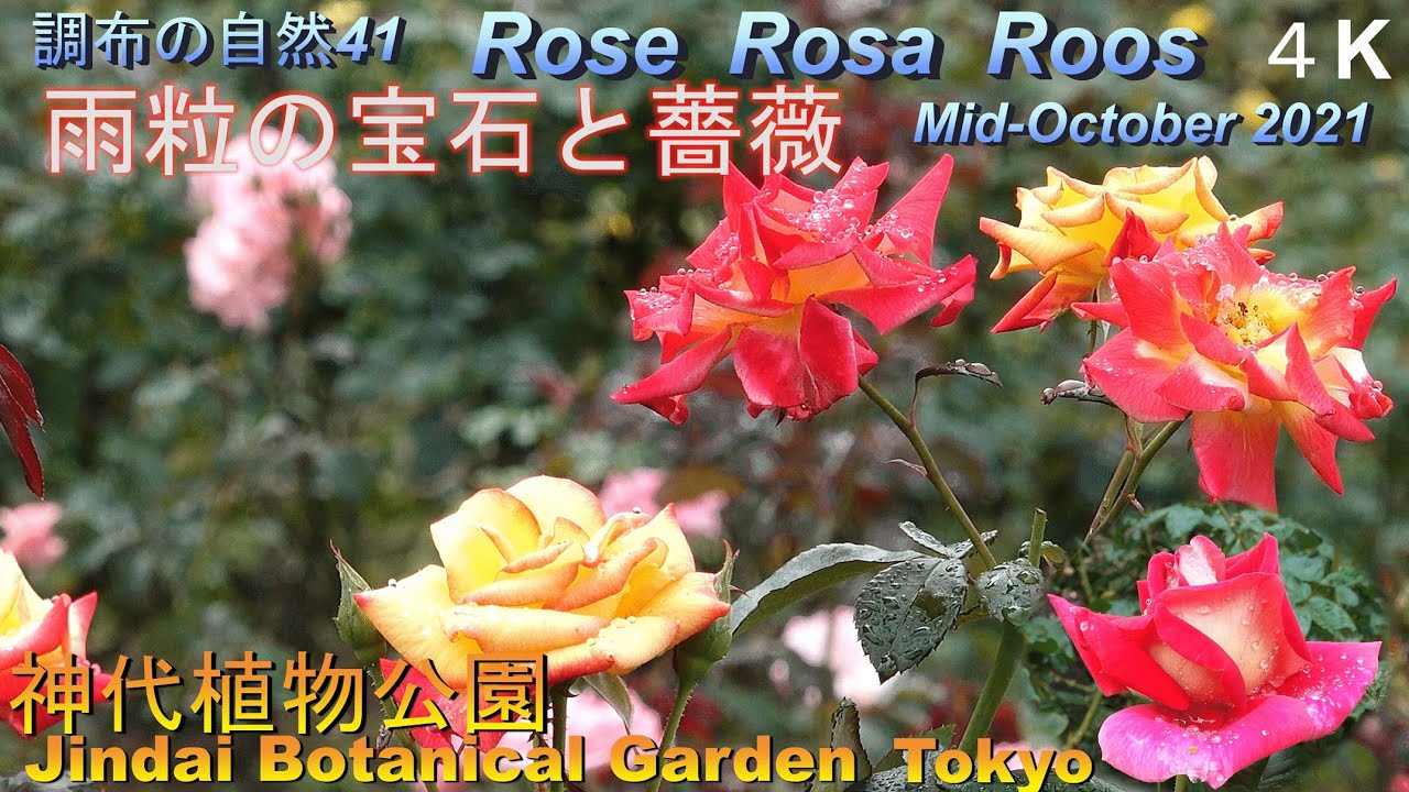 調布の自然41 ４ｋ バラ 宝石のような水滴 雨粒 互いに輝き 美を競う 薔薇の色合いも 鮮やか シック 花の形や大きさも色々 薔薇 バラ ばら 神代植物公園 深大寺 野川公園も近い Youtube