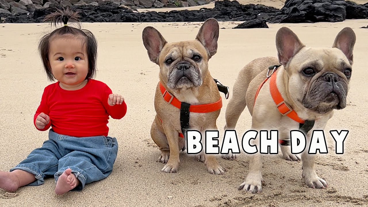 our-baby-and-dogs-first-island-vacation-together-part-2-youtube