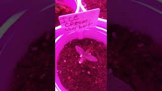 the new beinging of some new strains