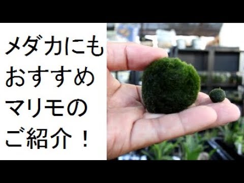 メダカにもおすすめ マリモ 毬藻 のご紹介 Youtube